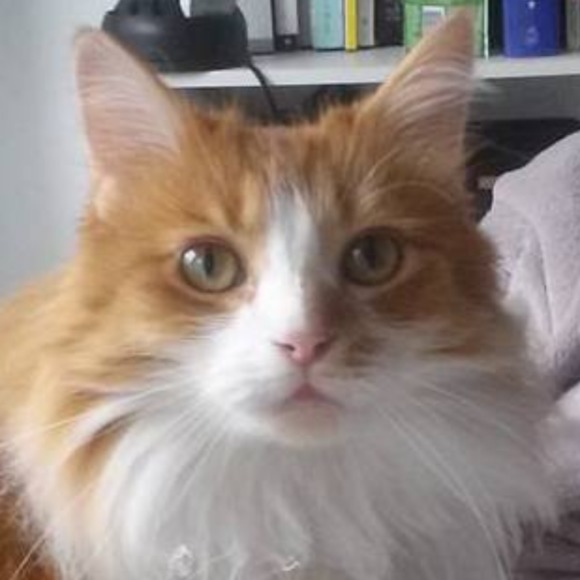kmrkitty